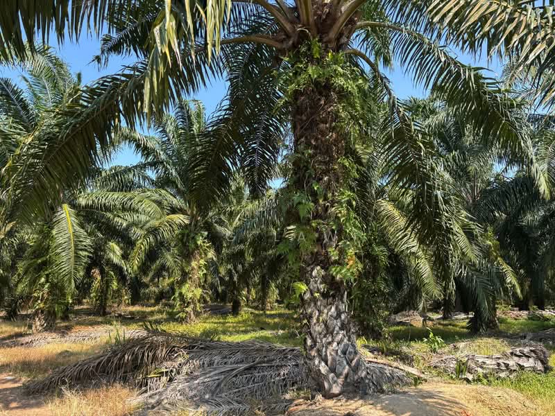 Kampung Jorak Elahi untuk Untuk Dijual - RM 4,014,488, Apr 2026 - Exterior - PropertyGuru.com.my