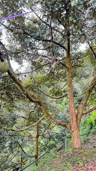 Agricultural Land for Sale in Bentong (Pahang) - Teammy Lee - Garden - PropertyGuru.com.my