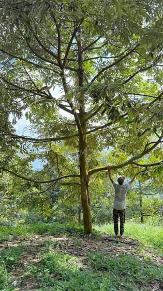 Agricultural Land for Sale in Bentong (Pahang) - Teammy Lee - Garden - PropertyGuru.com.my