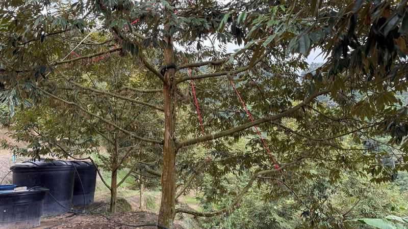 Agricultural Land for Sale in Bentong (Pahang) - Teammy Lee - Exterior - PropertyGuru.com.my