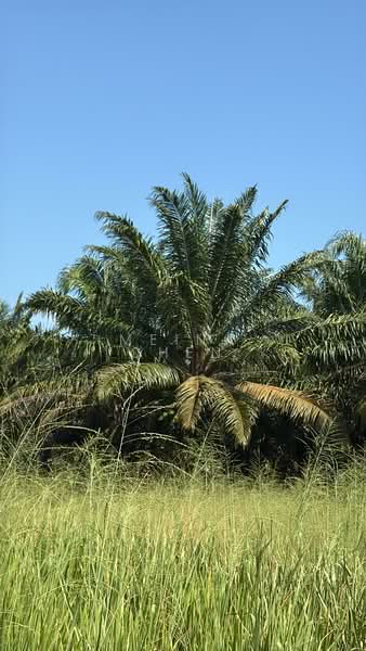 Oil palm for sale kulai sengkang untuk Untuk Dijual - RM 3,920,400, Mac 2026 - PropertyGuru.com.my