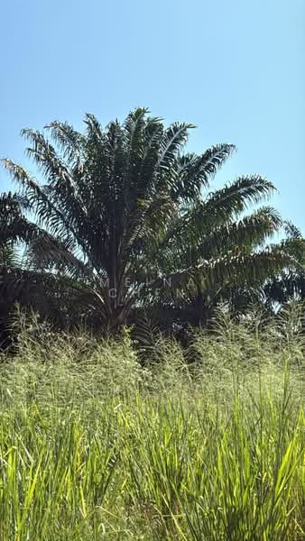 Oil palm for sale kulai sengkang untuk Untuk Dijual - RM 3,920,400, Mac 2026 - PropertyGuru.com.my