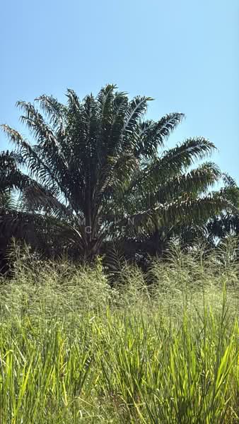Oil palm for sale kulai sengkang untuk Untuk Dijual - RM 3,920,400, Mac 2026 - PropertyGuru.com.my