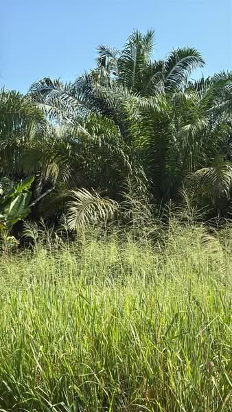 Oil palm for sale kulai sengkang untuk Untuk Dijual - RM 3,920,400, Mac 2026 - PropertyGuru.com.my