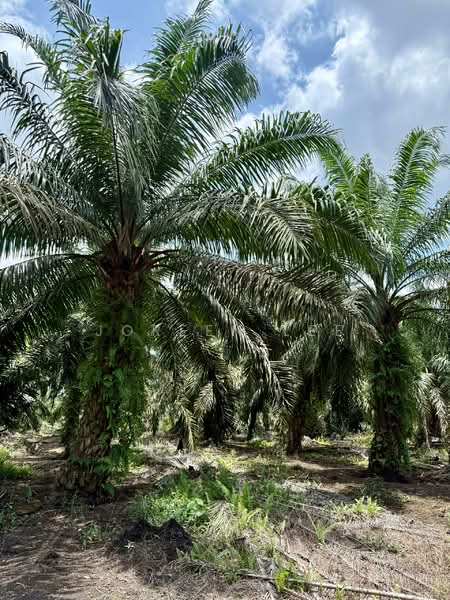Parit Sikom_Oil Palm Land 3.92 acre_ for Sale untuk Untuk Dijual - RM 588,000, Mac 2026 - PropertyGuru.com.my