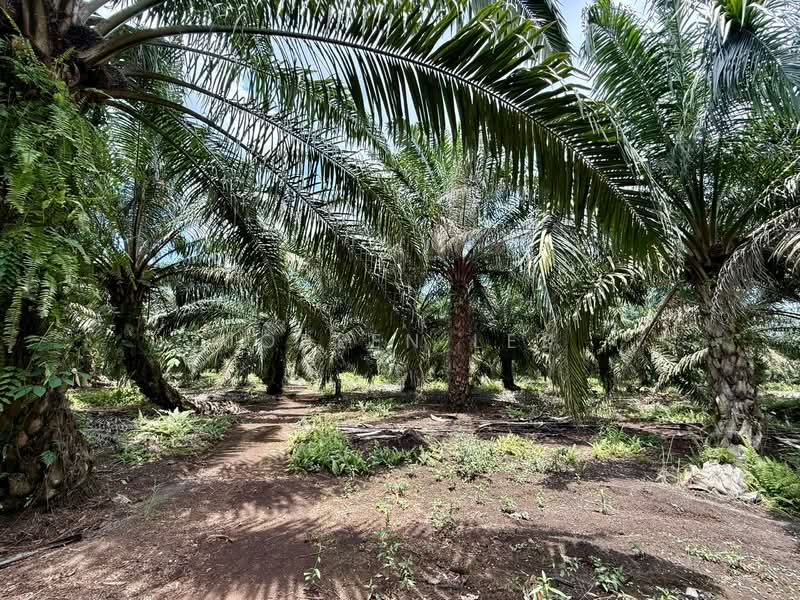Parit Sikom_Oil Palm Land 3.92 acre_ for Sale untuk Untuk Dijual - RM 588,000, Mac 2026 - PropertyGuru.com.my