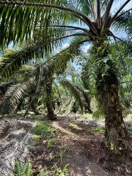 Parit Sikom_Oil Palm Land 3.92 acre_ for Sale untuk Untuk Dijual - RM 588,000, Mac 2026 - PropertyGuru.com.my