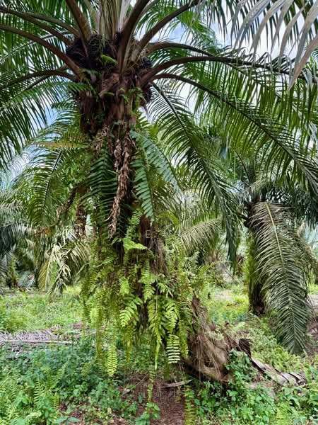 Parit Sikom_Oil Palm Land 3.92 acre_ for Sale untuk Untuk Dijual - RM 588,000, Mac 2026 - PropertyGuru.com.my