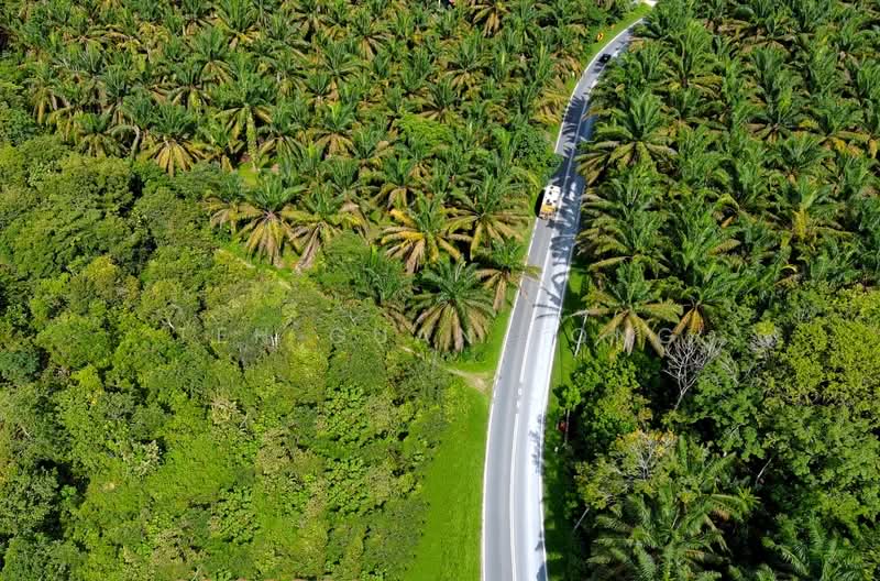 Tanah Pertanian untuk Disewa di Junjong (Kedah) - Teh Guan Fong - Exterior - PropertyGuru.com.my