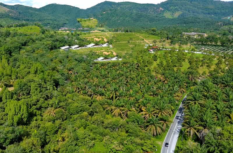 Agricultural Land for Rent in Junjong (Kedah) - Teh Guan Fong - Exterior - PropertyGuru.com.my