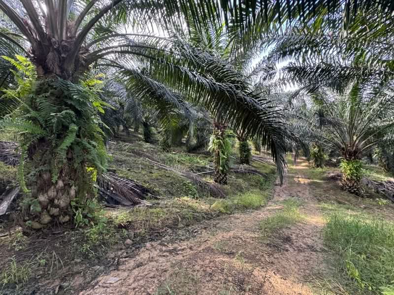 Agricultural Land for Sale in Lahad Datu (Sabah) - Liew F.A. - 7 Years old trees  - PropertyGuru.com.my
