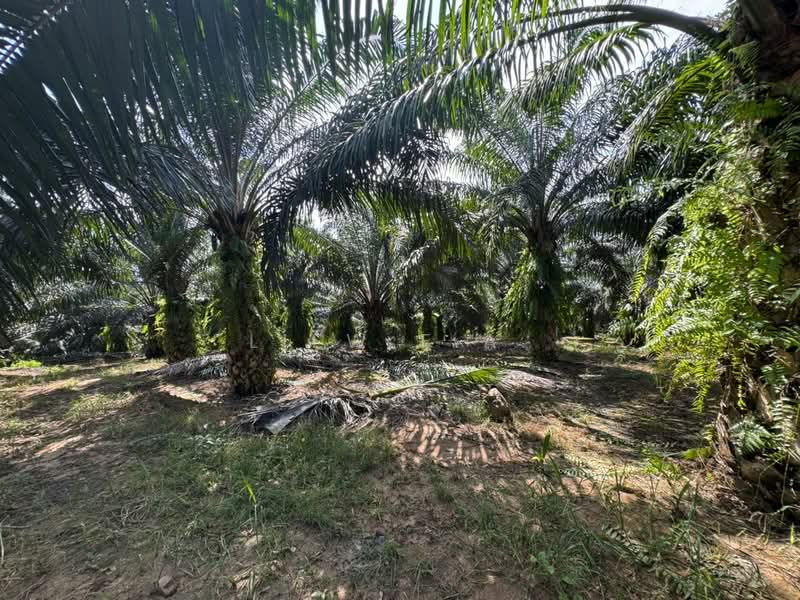 Agricultural Land for Sale in Lahad Datu (Sabah) - Liew F.A. - 7 Years old trees  - PropertyGuru.com.my