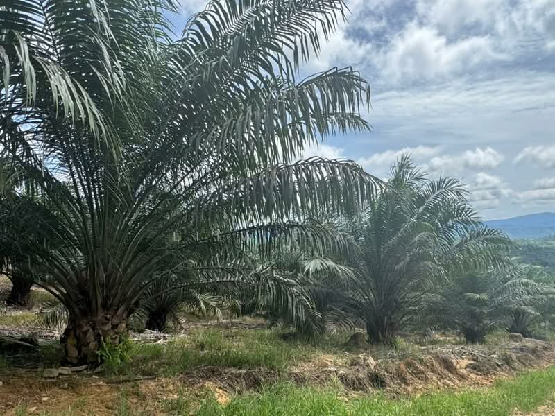 Agricultural Land for Sale in Lahad Datu (Sabah) - Liew F.A. - 3.5 Years old trees  - PropertyGuru.com.my