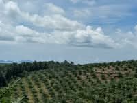 For Sale - Agricultural Land in Lahad Datu, Sabah