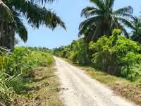 For Sale - Balik Pulau 2.1ac First Grade Land For Sale,Penang