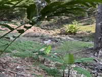 For Sale - Sungai Ara