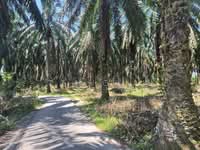 For Sale - 8.51 acre Agricultural Land | Sungai Batu | Selama | Bandar Baharu | Kedah RM3.07 psf B