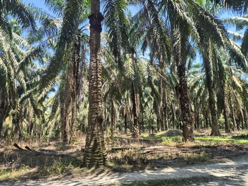 Untuk Dijual - 8.51 acre Agricultural Land | Sungai Batu | Selama | Bandar Baharu | Kedah RM3.07 psf B