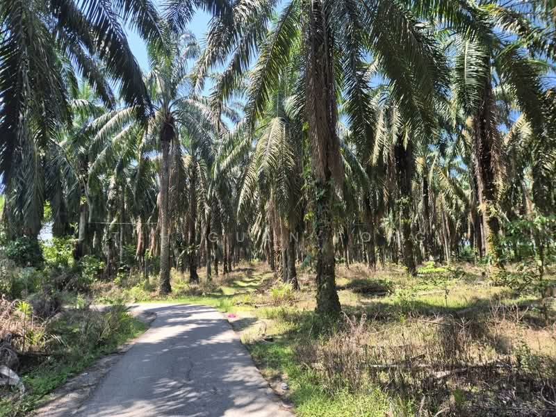 Untuk Dijual - 8.51 acre Agricultural Land | Sungai Batu | Selama | Bandar Baharu | Kedah RM3.07 psf B