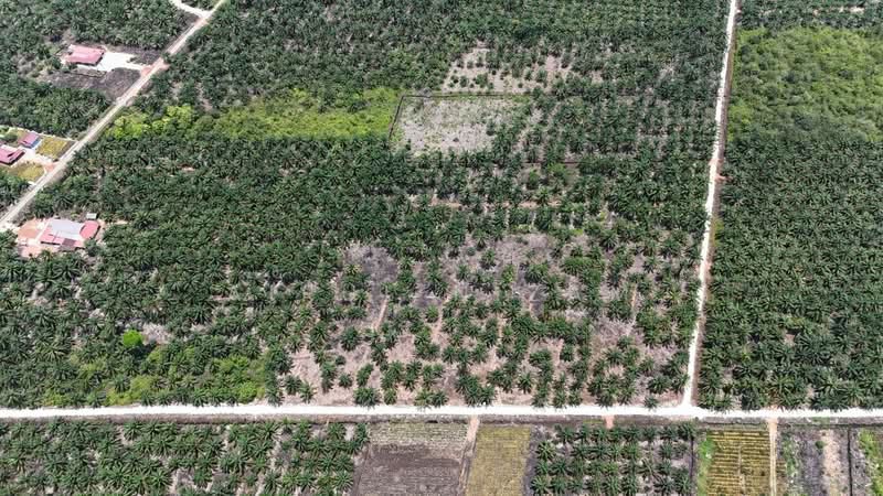 Agricultural Land for Sale in Muar (Johor) - AIRUL NIZAM - PropertyGuru.com.my