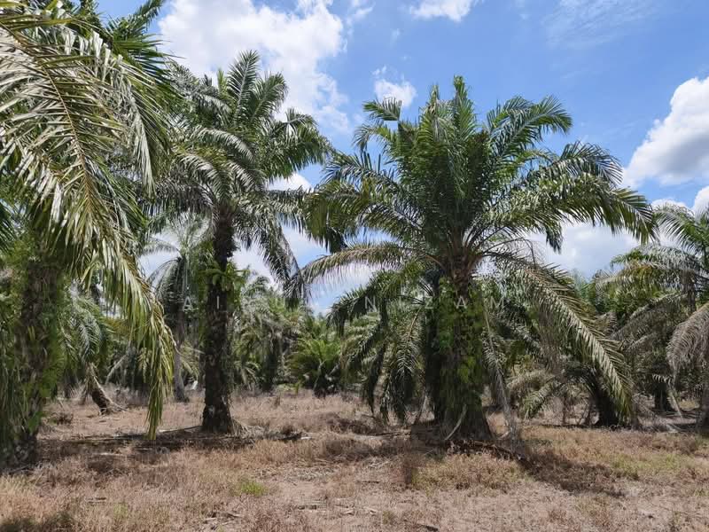 Agricultural Land for Sale in Muar (Johor) - AIRUL NIZAM - Exterior - PropertyGuru.com.my