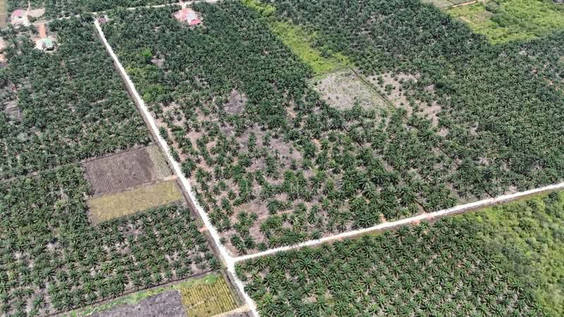 Agricultural Land for Sale in Muar (Johor) - AIRUL NIZAM - Exterior - PropertyGuru.com.my