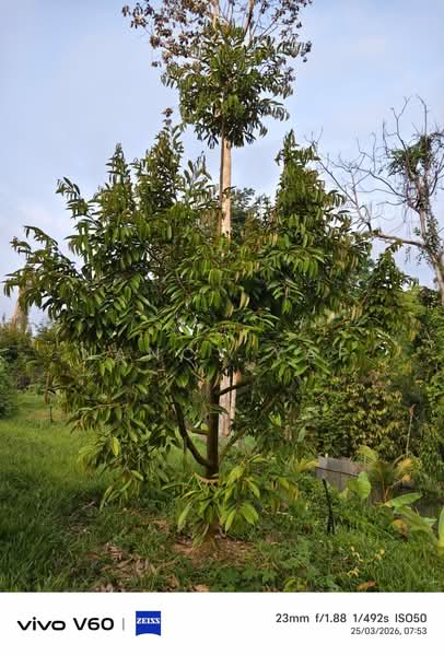 Agricultural Land for Sale in Karak (Pahang) - Nancy Yap - PropertyGuru.com.my