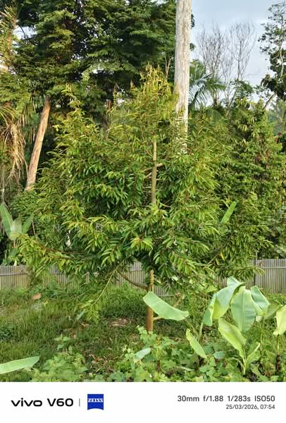 Agricultural Land for Sale in Karak (Pahang) - Nancy Yap - PropertyGuru.com.my
