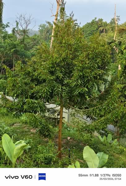 Agricultural Land for Sale in Karak (Pahang) - Nancy Yap - PropertyGuru.com.my