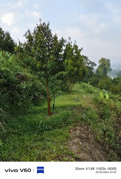 Agricultural Land for Sale in Karak (Pahang) - Nancy Yap - PropertyGuru.com.my
