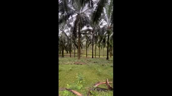 Agricultural Land for Sale in Titian Bintangor (Negeri Sembilan) - Kang Hai Tee - PropertyGuru.com.my