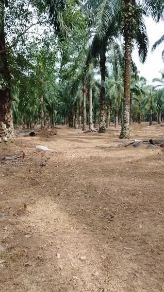 For Sale - Palm Oil Land//18 years//Freehold //Linggi, Negeri Sembilan