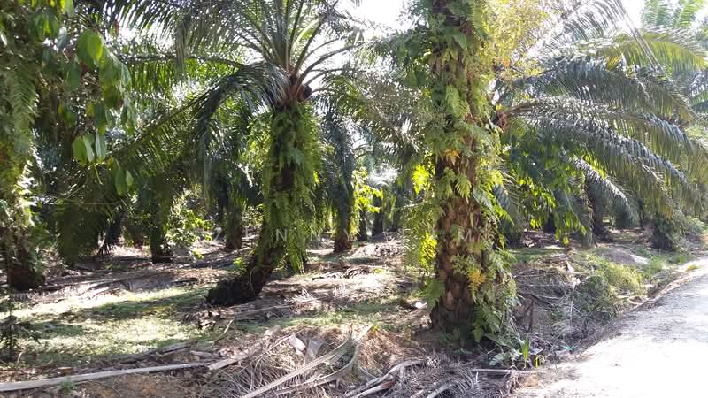 Agricultural Land for Sale in Batu Pahat (Johor) - Zenny Lim - Exterior - PropertyGuru.com.my