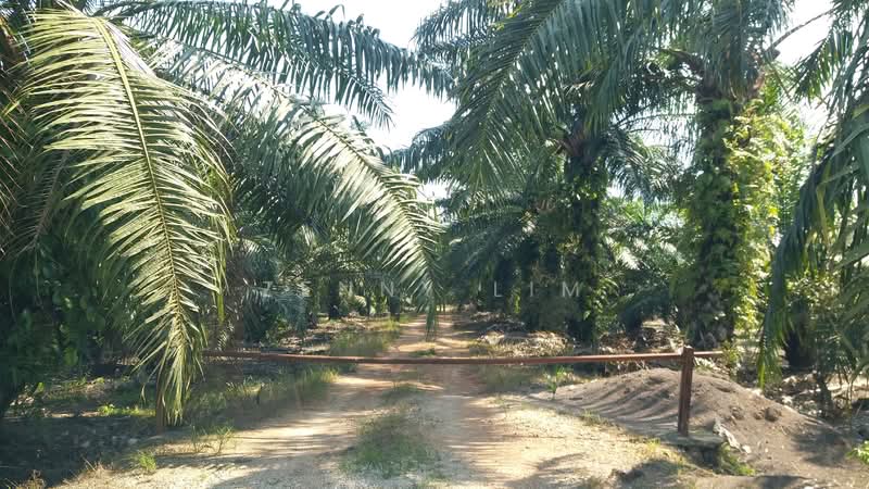 Agricultural Land for Sale in Batu Pahat (Johor) - Zenny Lim - Exterior - PropertyGuru.com.my