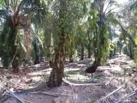 For Sale - RM85k Per Acre, 2200 Acres, Leasehold! Pahang Lanchang Lakum Palm Oil Land for Sale