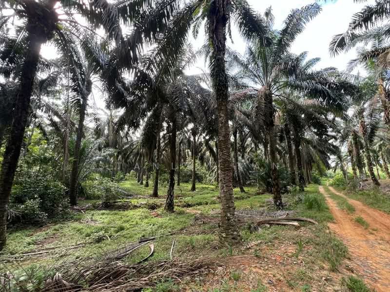 Agricultural Land for Sale in Labis (Johor) - Stanley Tan - Exterior - PropertyGuru.com.my