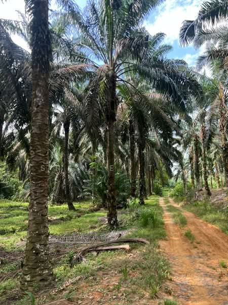 Agricultural Land for Sale in Labis (Johor) - Stanley Tan - Exterior - PropertyGuru.com.my