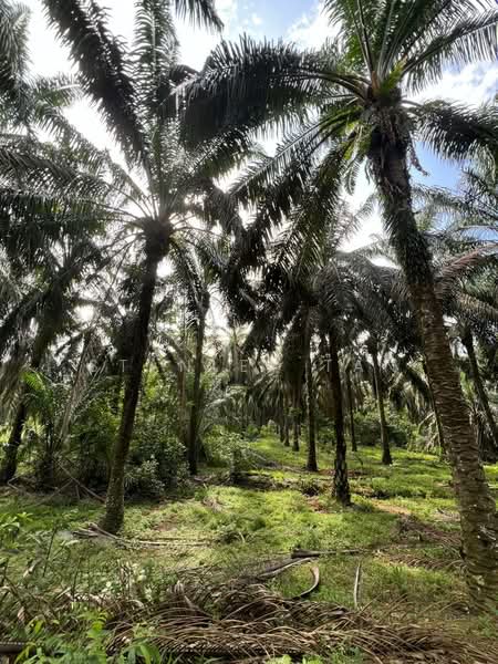 Agricultural Land for Sale in Labis (Johor) - Stanley Tan - Garden - PropertyGuru.com.my