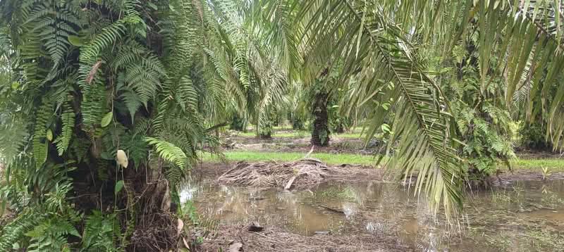 Bidor - Sungkai untuk Untuk Dijual - RM 7,168,000, Apr 2026 - Exterior - PropertyGuru.com.my