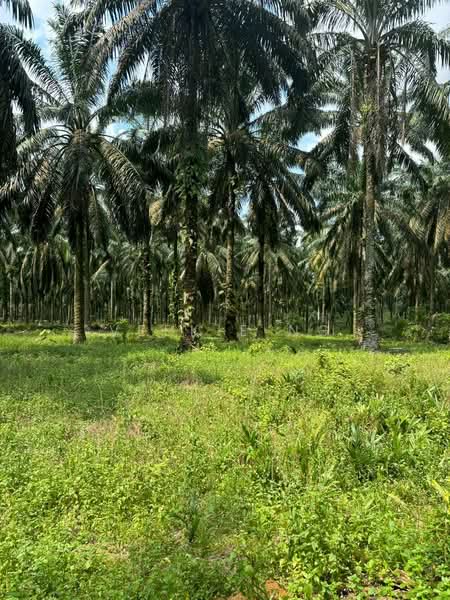 Agricultural Land for Sale in Senai (Johor) - Veekie Ng - Exterior - PropertyGuru.com.my