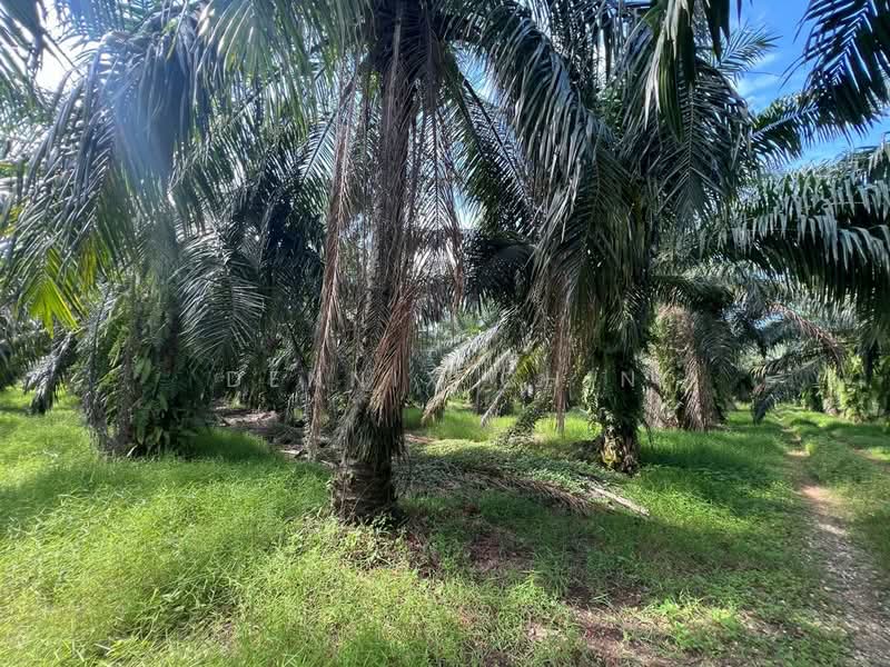 Agricultural Land for Sale in Kapar (Selangor) - Dennix Chin - Garden - PropertyGuru.com.my