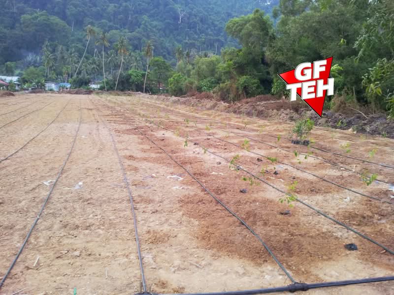 Tanah Pertanian untuk Dijual di Juru (Penang) - Teh Guan Fong - Exterior - PropertyGuru.com.my