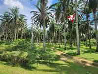 For Sale - 25.67 Acre Main Road | Agricultural Land | Selama | Perak Rm4psf