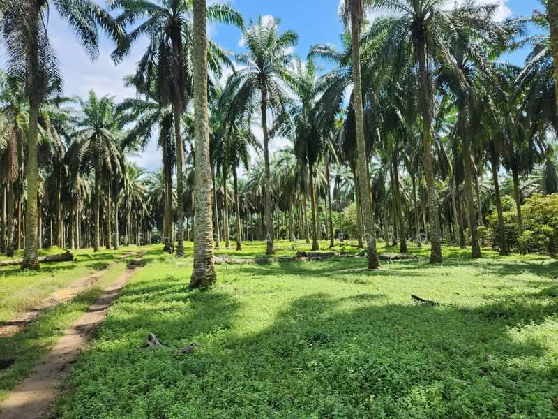 Tanah Pertanian untuk Dijual di Selama (Perak) - Teh Guan Fong - Exterior - PropertyGuru.com.my