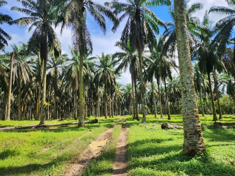 Tanah Pertanian untuk Dijual di Selama (Perak) - Teh Guan Fong - Exterior - PropertyGuru.com.my