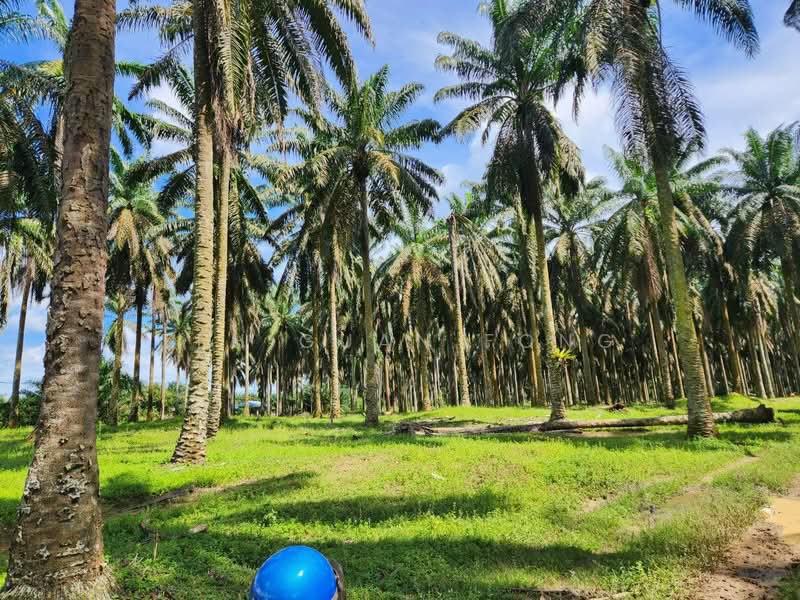 Tanah Pertanian untuk Dijual di Selama (Perak) - Teh Guan Fong - Exterior - PropertyGuru.com.my