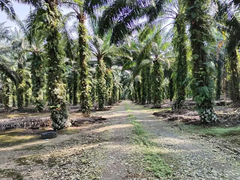 Tanah Pertanian untuk Dijual di Batu Pahat (Johor) - Michael Chong - Exterior - PropertyGuru.com.my
