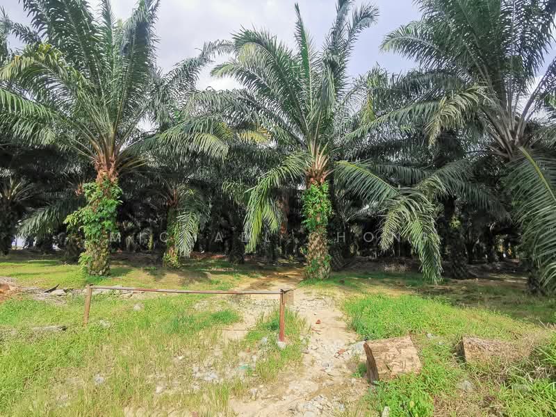 Tanah Pertanian untuk Dijual di Batu Pahat (Johor) - Michael Chong - Exterior - PropertyGuru.com.my