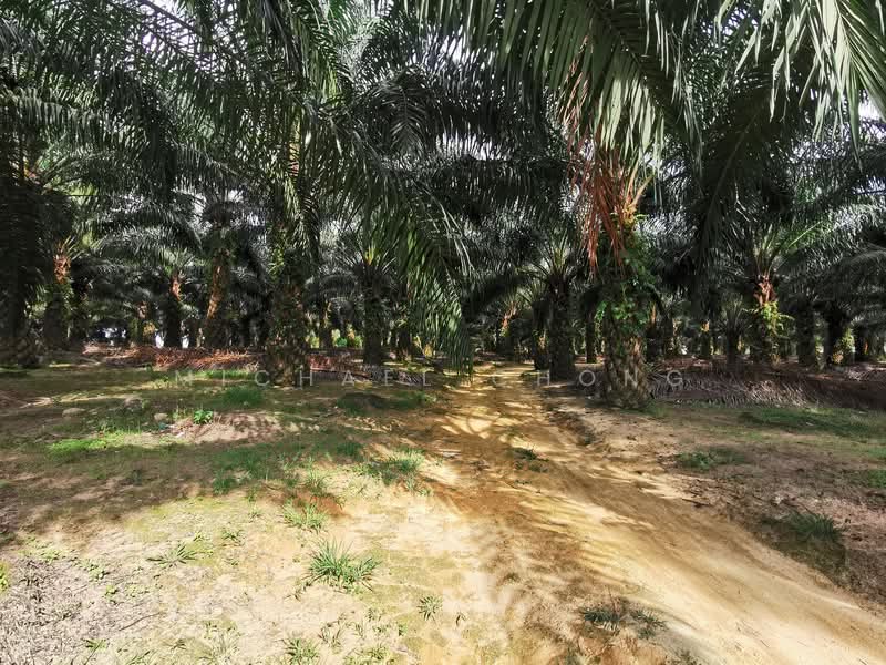 Tanah Pertanian untuk Dijual di Batu Pahat (Johor) - Michael Chong - Exterior - PropertyGuru.com.my
