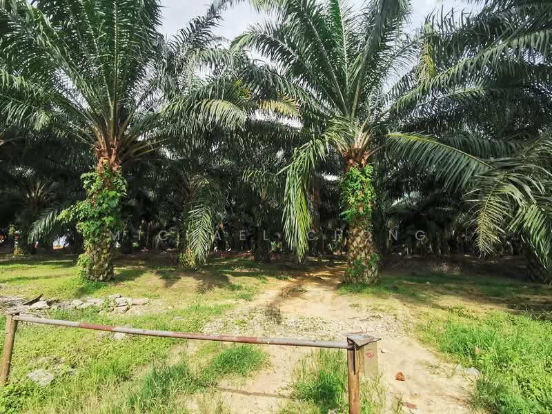 Tanah Pertanian untuk Dijual di Batu Pahat (Johor) - Michael Chong - Exterior - PropertyGuru.com.my